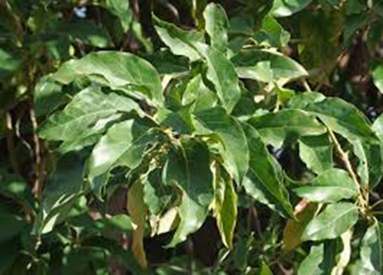 Avakado Yaprağı Ne İşe Yarar?