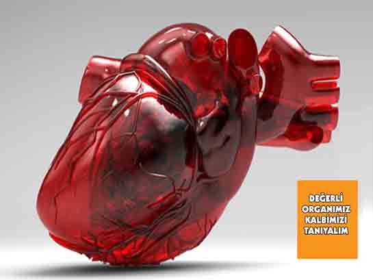 Kalp Ne İşe Yarar?