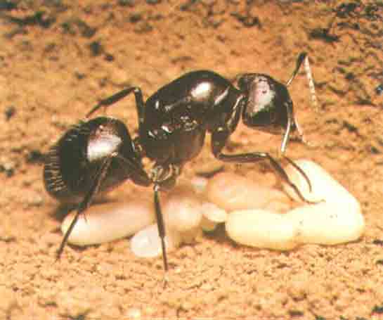 Karınca Yağı Ne İşe Yarar?