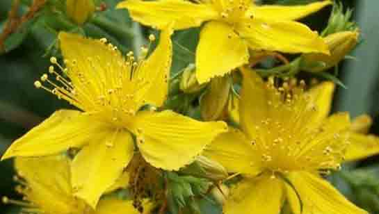 Sarı Kantaron Yağı Ne İşe Yarar?